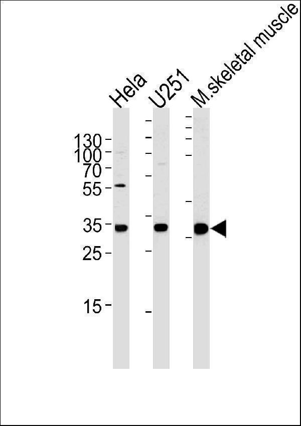 POLR2C Antibody (C-term) western blot analysis in Hela,U251 cell line and mouse skeletal muscle tissue lysates (35ug/lane)