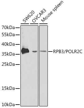 a09308 polr2c primary antiboties wb testing 1
