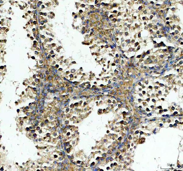 a09309 gmpr primary antibodies ihc testing 2