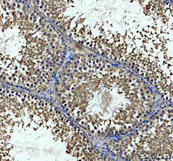 a09309 gmpr primary antibodies ihc testing 3