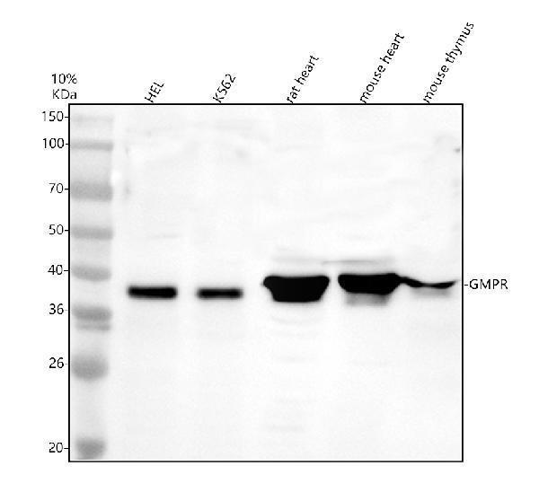 a09309 gmpr primary antibodies wb testing 1