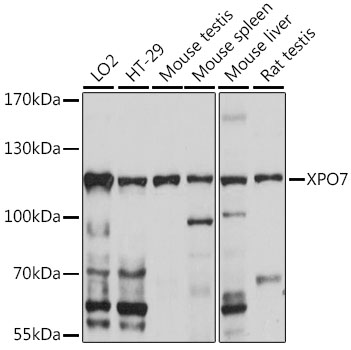 Western blot analysis of extracts of various cell lines, using XPO7 antibody  at 1:1000 dilution