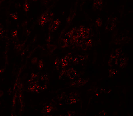 a09313 pion primary antibodies if testing 3