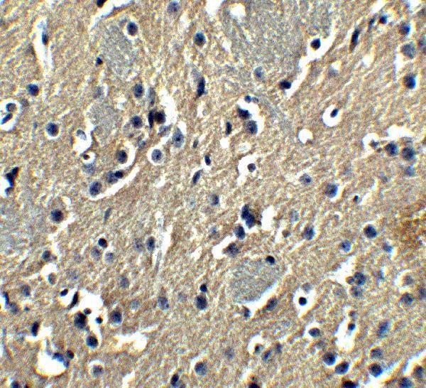 a09313 pion primary antibodies ihc testing 4