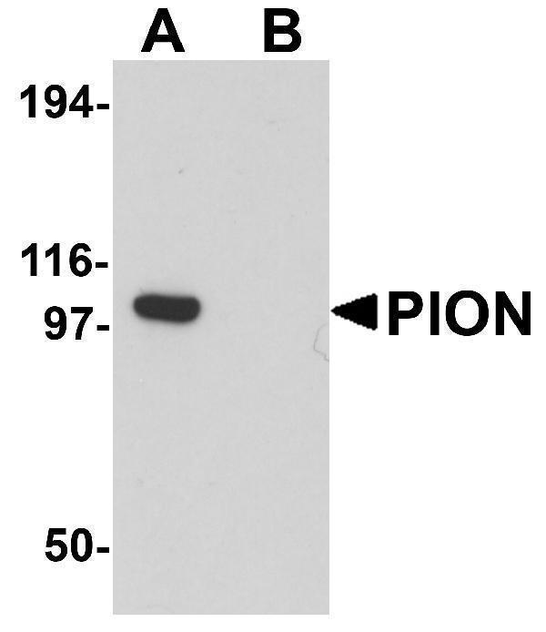 a09313 pion primary antibodies wb testing 1