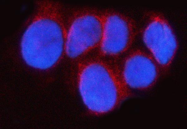  IF analysis of RAB43 using anti-RAB43 antibody (A09315-1)