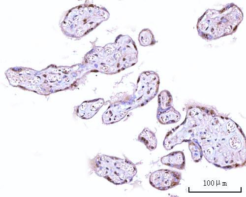 a09317 1 rngtt primary antibodies ihc testing 4