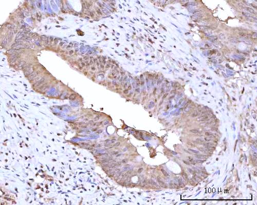 a09317 1 rngtt primary antibodies ihc testing 5