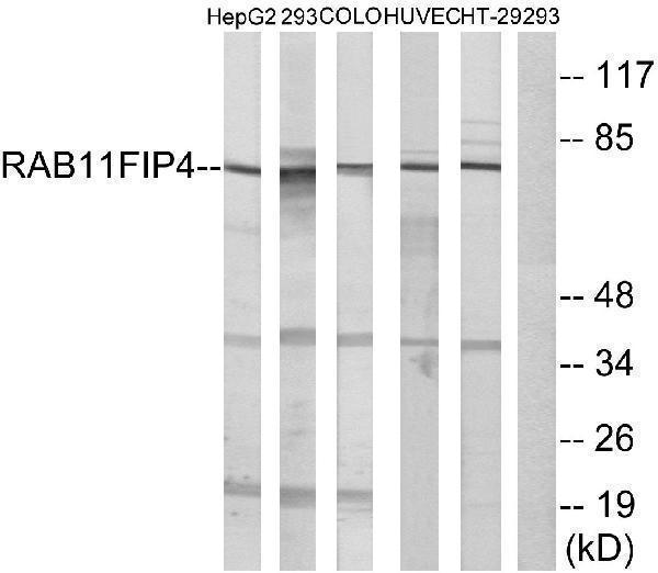 a09318 rab11fip4 primary antibodies wb testing 3