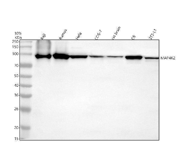 Western blot analysis of MAP4K2 using anti-MAP4K2 antibody (A09319-2)