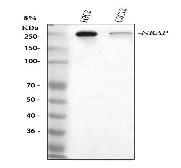 a09321 1 nrap primary antibodies wb testing 1