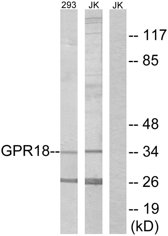 a09327 1 gpr18 primary antibodyes wb testing 1