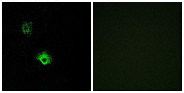 Immunofluorescence analysis of A549 cells, using GALR3 Antibody