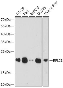 a09333 rpl21 primary antiboties wb testing 1