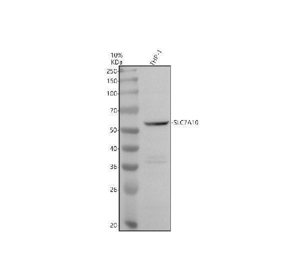 Western blot analysis of SLC7A10 using anti-SLC7A10 antibody (A09335-2)