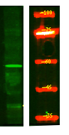 a09335 slc7a10 primary antibodies wb testing 1