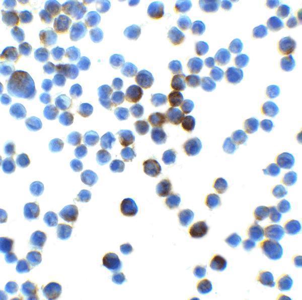 a09336 lin54 primary antibodies icc testing 2