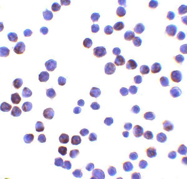 a09336 lin54 primary antibodies icc testing 4