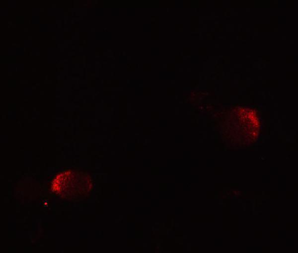 a09336 lin54 primary antibodies if testing 3
