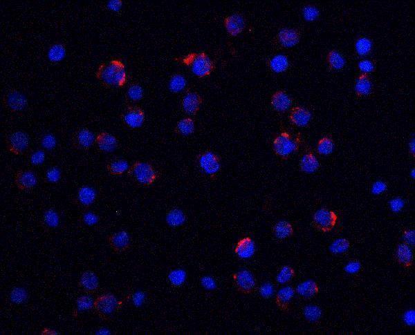 a09336 lin54 primary antibodies if testing 5