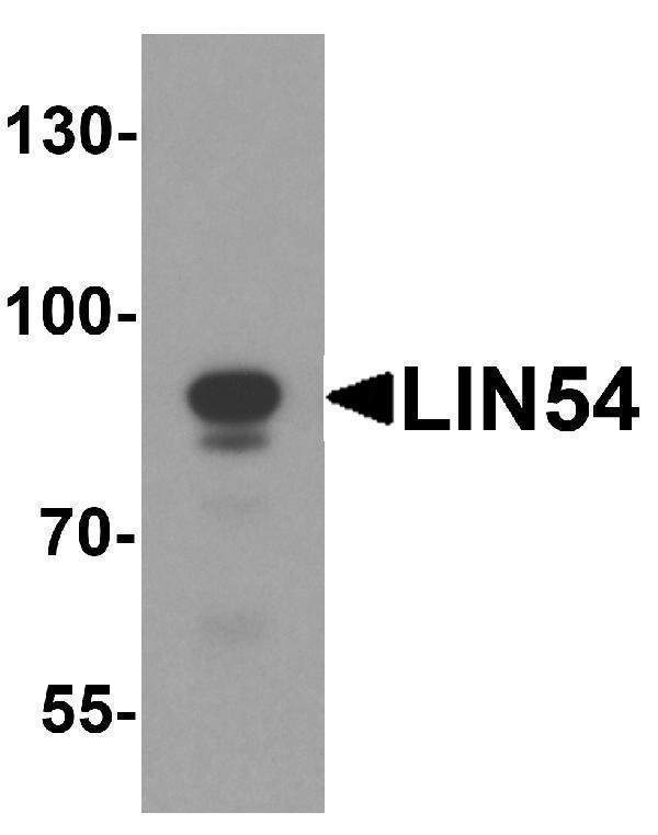 a09336 lin54 primary antibodies wb testing 1