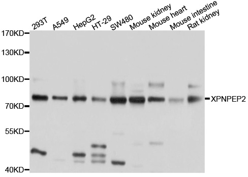 Western blot analysis of extract of various cells, using XPNPEP2 antibody
