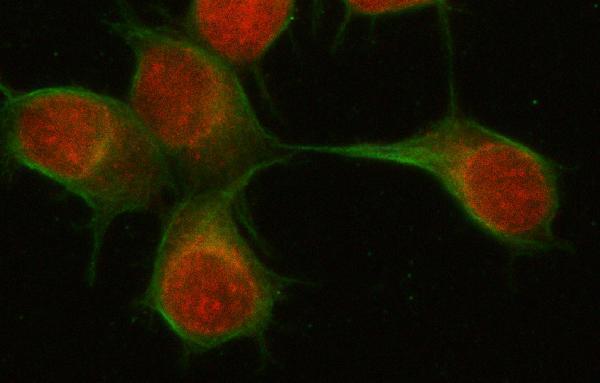  IF analysis of PSMD6 using anti-PSMD6 antibody (A09338-1) and anti-Beta Tubulin antibody (M01857-3)