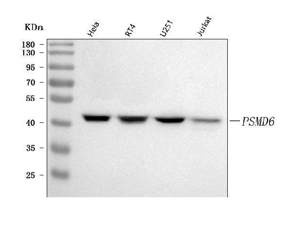  Western blot analysis of PSMD6 using anti-PSMD6 antibody (A09338-1)