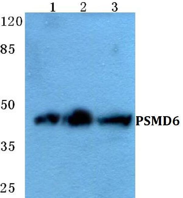 Western blot (WB) analysis of PSMD6 polyclonal antibody at 1:500 dilution
Lane1:Hela cell lysate
Lane2:sp2/0 cell lysate
Lane3:PC12 cell lysate