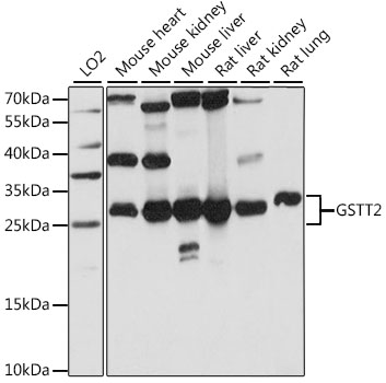 a09339 gstt2 primary antiboties wb testing 1
