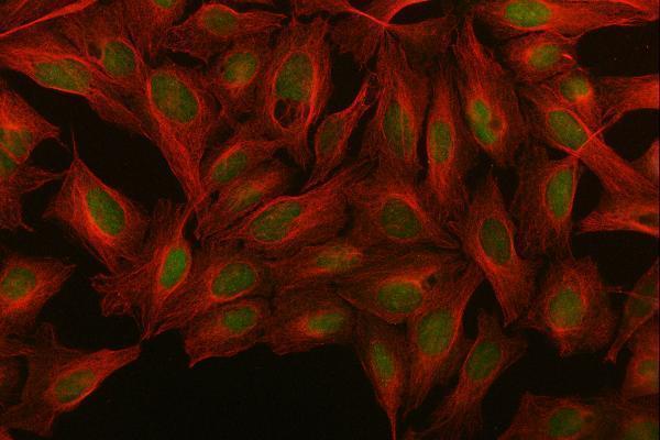 a09340 1 med26 primary antibodies if testing 5