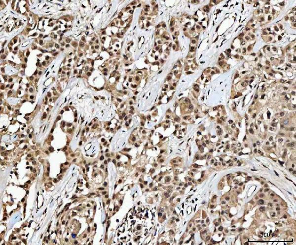  IHC analysis of MED26 using anti-MED26 antibody (A09340-1)