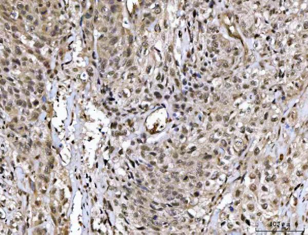  IHC analysis of MED26 using anti-MED26 antibody (A09340-1)