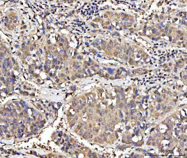 a09340 1 med26 primary antibodies ihc testing 4