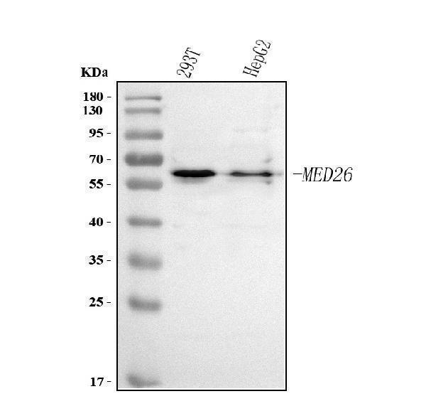  Western blot analysis of MED26 using anti-MED26 antibody (A09340-1)