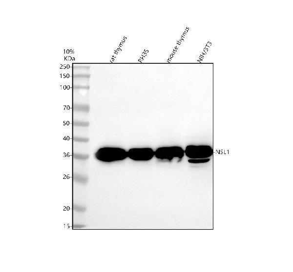  Western blot analysis of NSL1 using anti-NSL1 antibody (A09341-1)