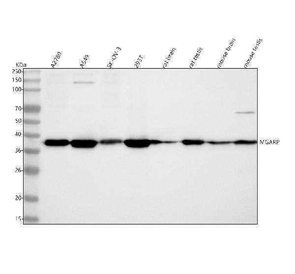  Western blot analysis of C4orf49/MGARP using anti-C4orf49/MGARP antibody (A09345-2)