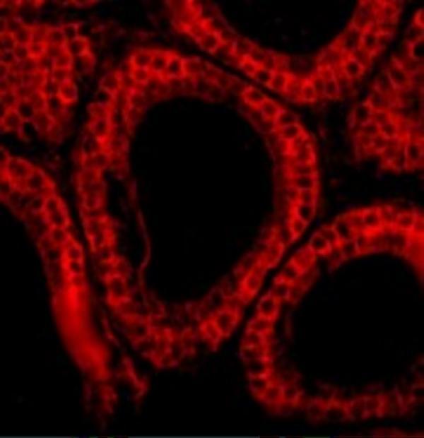 Immunofluorescence of Bcl-G in Mouse Testis cells with Bcl-G antibody at 10 μg/mL