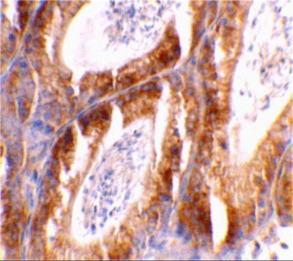 Immunohistochemical staining of mouse testis tissue using Bcl-G antibody at 2 μg/mL