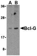 Western blot analysis of Bcl-G in U937 cell lysates with Bcl-G antibody at (A) 2