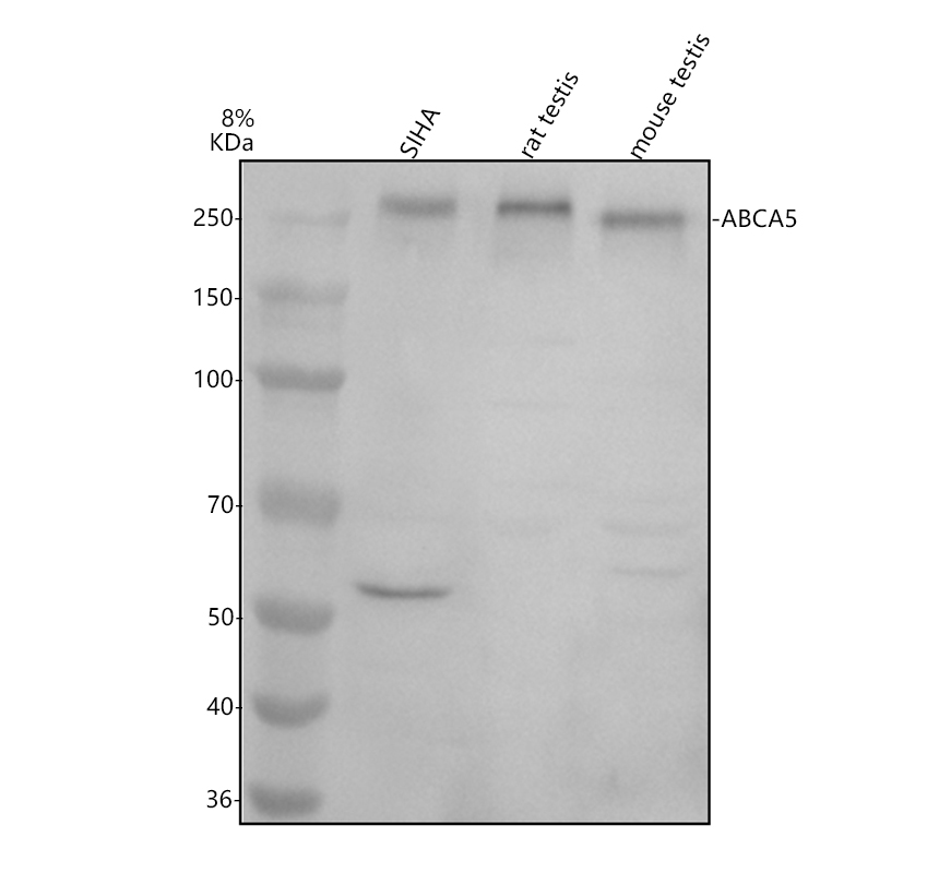 a09348 1 abca5 primary antibodies wb testing 1