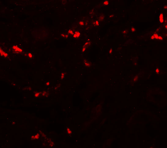 a09350 tctn1 primary antibodies if testing 3