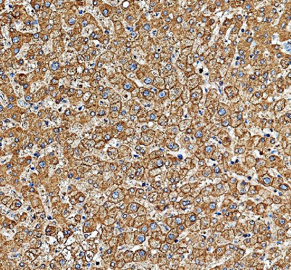 a09351 2 hgfac primary antibodies ihc testing 1