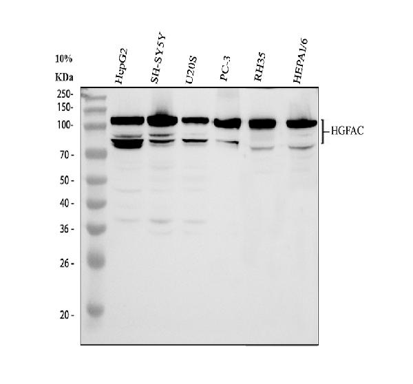 a09351 2 hgfac primary antibodies wb testing 1