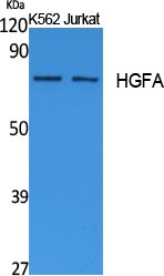 Western Blot analysis of extracts from K562, Jurkat cells, using HGFA Polyclonal Antibody