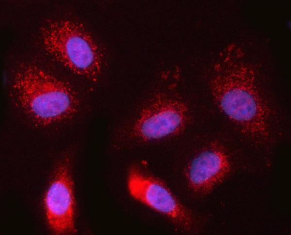  IF analysis of NR1/NDOR1 using anti-NR1/NDOR1 antibody (A09352-1)