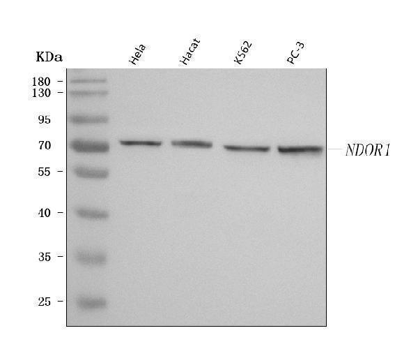  Western blot analysis of NR1/NDOR1 using anti-NR1/NDOR1 antibody (A09352-1)