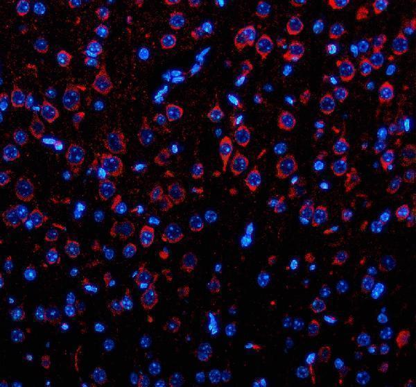 a09353 3 opn3 primary antibodies if testing 1