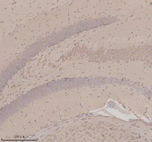 a09353 3 opn3 primary antibodies ihc testing 1