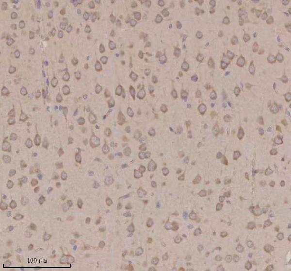 a09353 3 opn3 primary antibodies ihc testing 2
